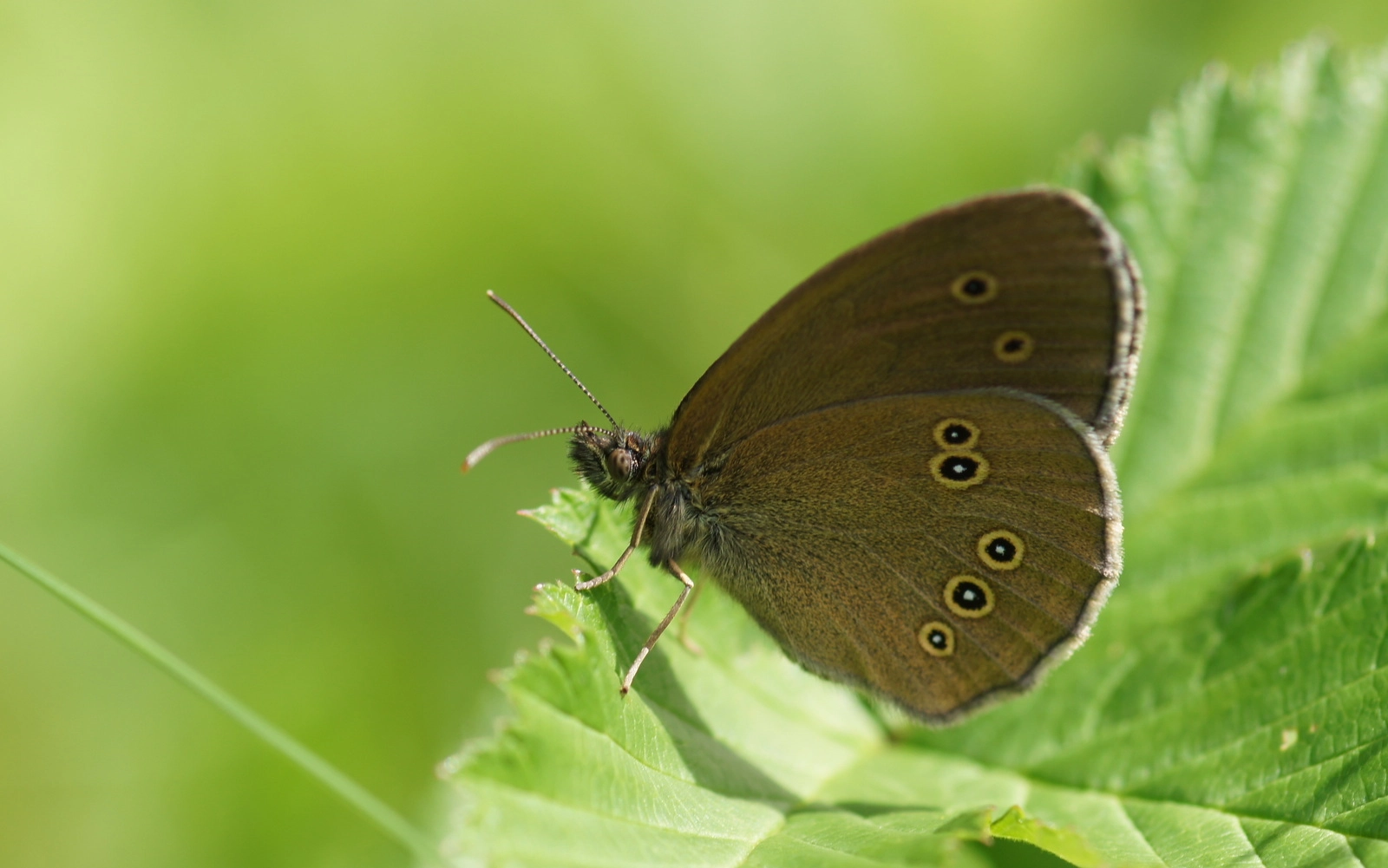 Aphantopus hyperantus.JPG